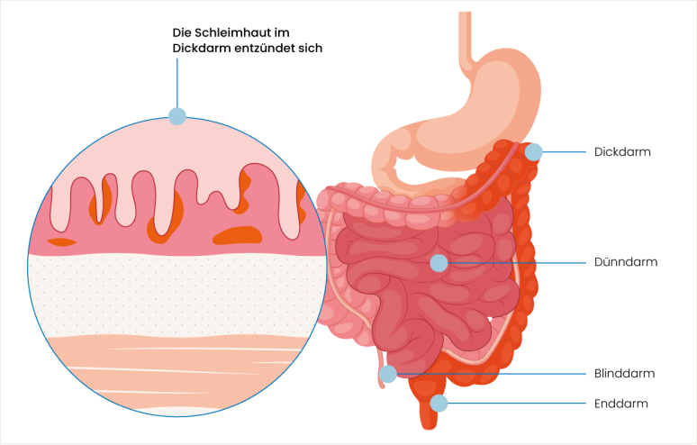 digestive system