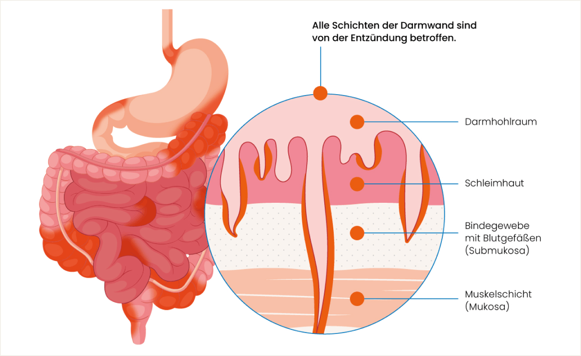 digestive system